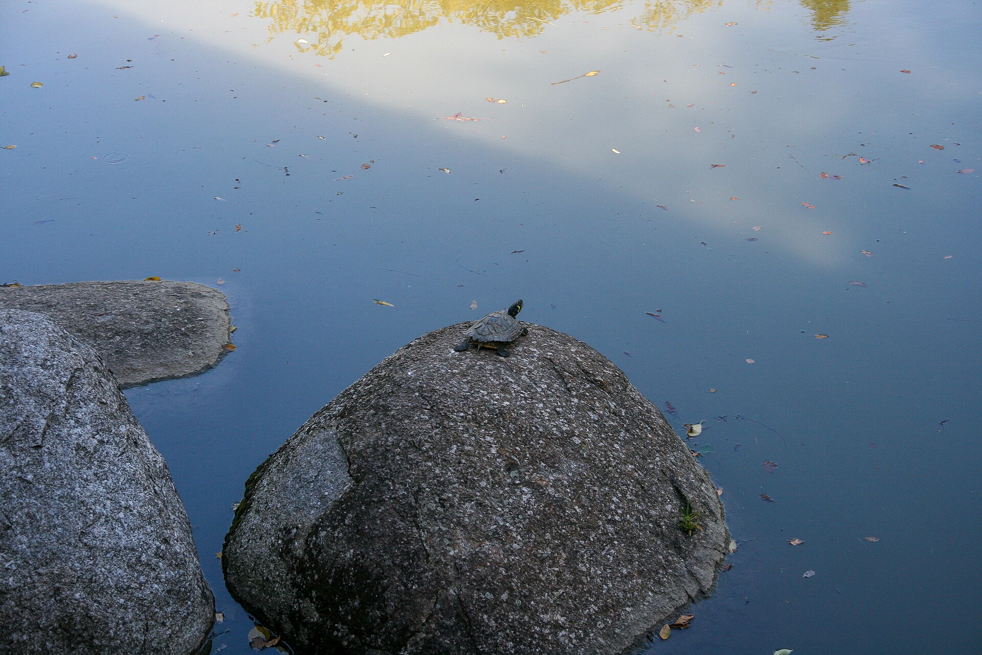 Jardin japonais de Compans-Caffarelli